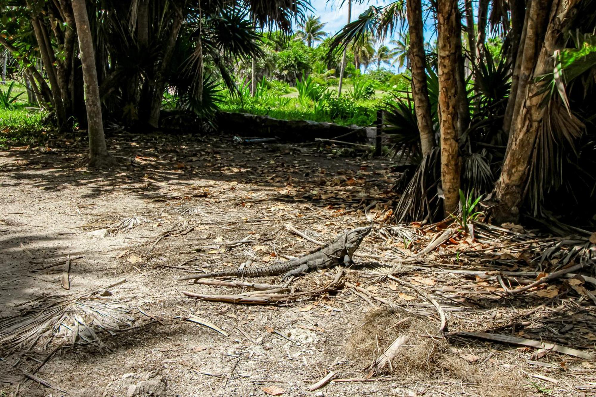 Mestiza 307 At Luum Zama, Aldea Zama Tulum Exterior photo